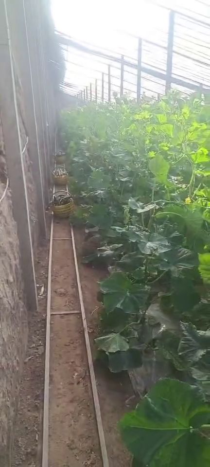 西安新鮮蔬菜批發(fā)、零售與配送服務 為您的生活增添健康色彩